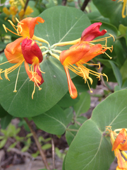 Lonicera flava