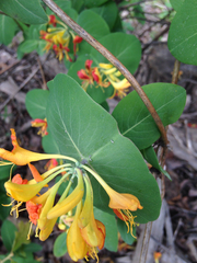 Lonicera flava