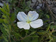 Oenothera kunthiana