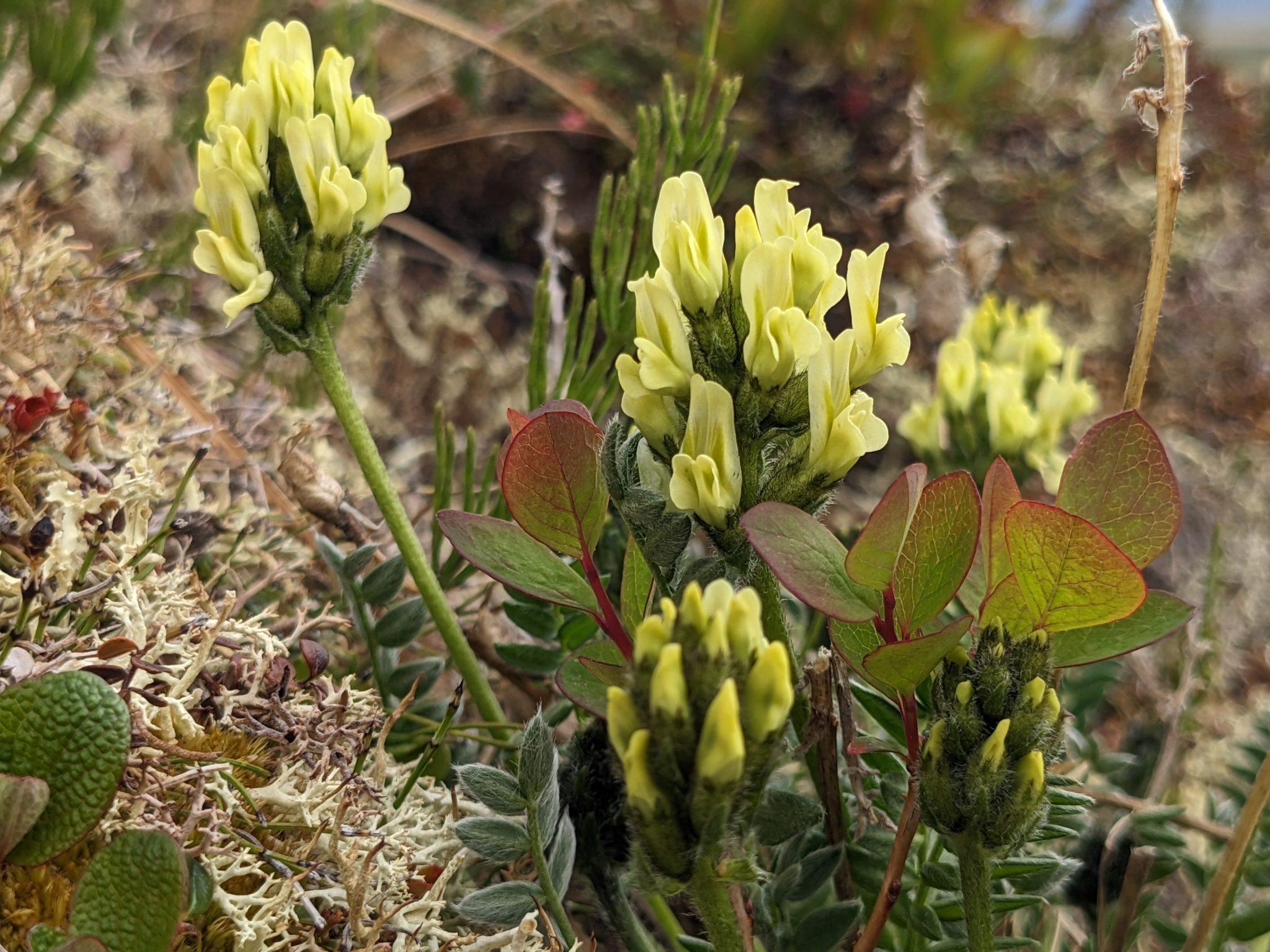 Oxytropis maydelliana