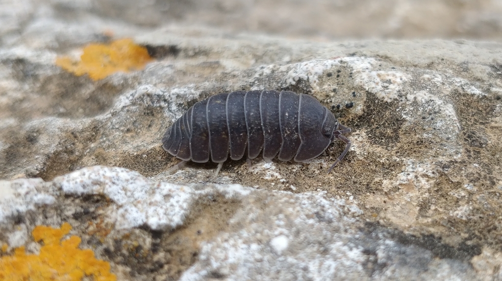 Granulated Pill Woodlouse, photo 1 of 10