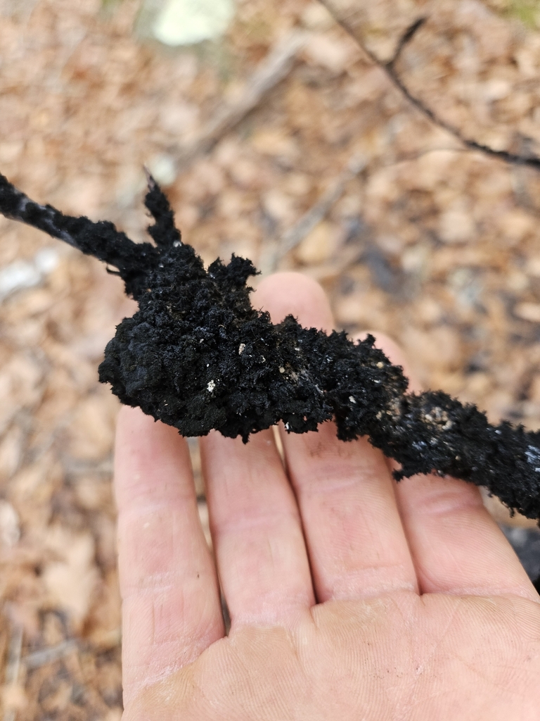 Honeydew Eater from Richmond, RI 02832, USA on November 26, 2023 at 01