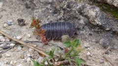 Armadillidium granulatum