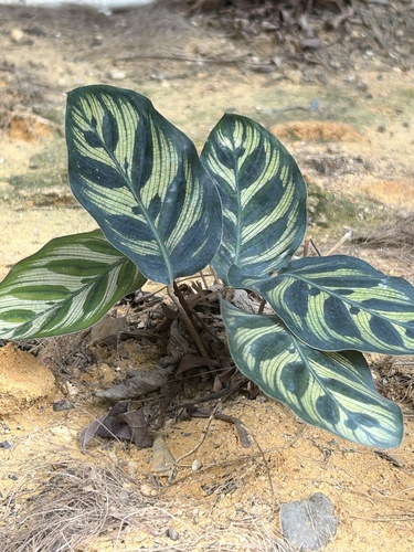Foto de Maranta-zebrada