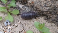 Armadillidium granulatum