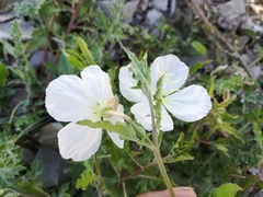 Oenothera kunthiana