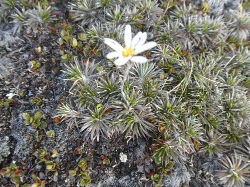 Image of Needle-leaved Mountain Daisy by (c) Mark Anderson, some rights reserved (CC BY-SA)