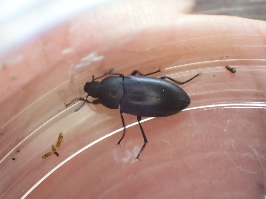 Phegoneus julichi