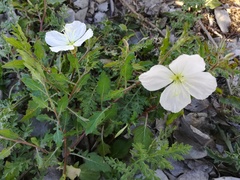 Oenothera kunthiana