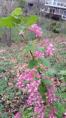Ribes sanguineum