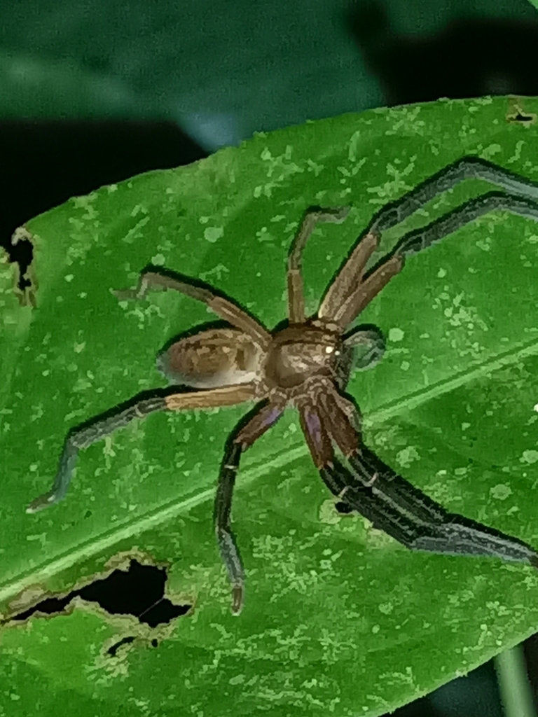 Sadala velox