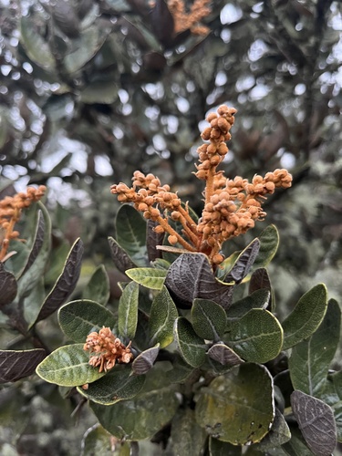 Clethra fimbriata, photograph 5