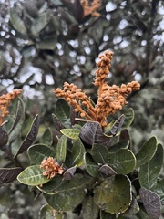(c) Nicolás Baresch Uribe, some rights reserved (CC BY) Clethra fimbriata, photograph (c) Nicolás Baresch Uribe, some rights reserved (CC BY)