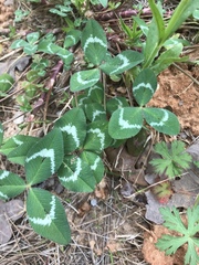 Trifolium vesiculosum