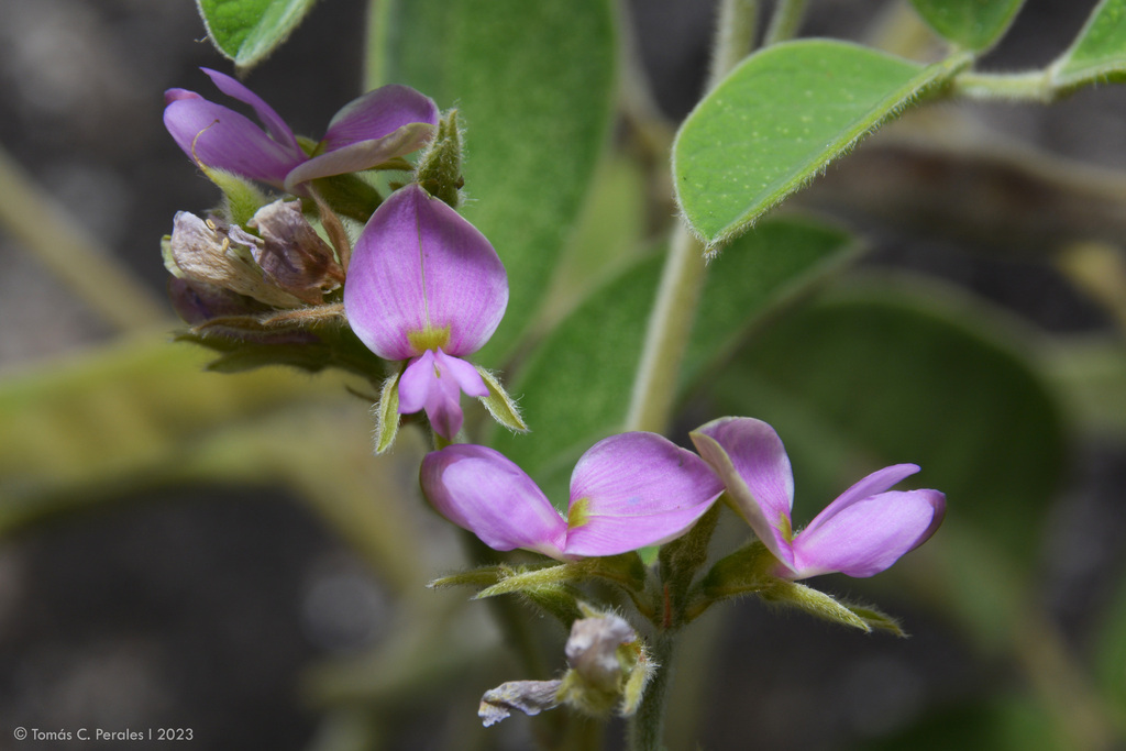 Galactia latisiliqua