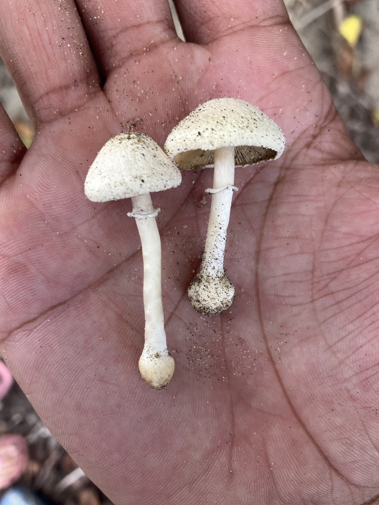 Leucocoprinus taniae
