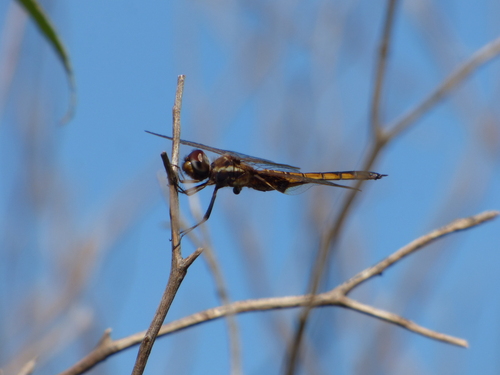 Photo of Hyacinth Glider (Miathyria marcella)