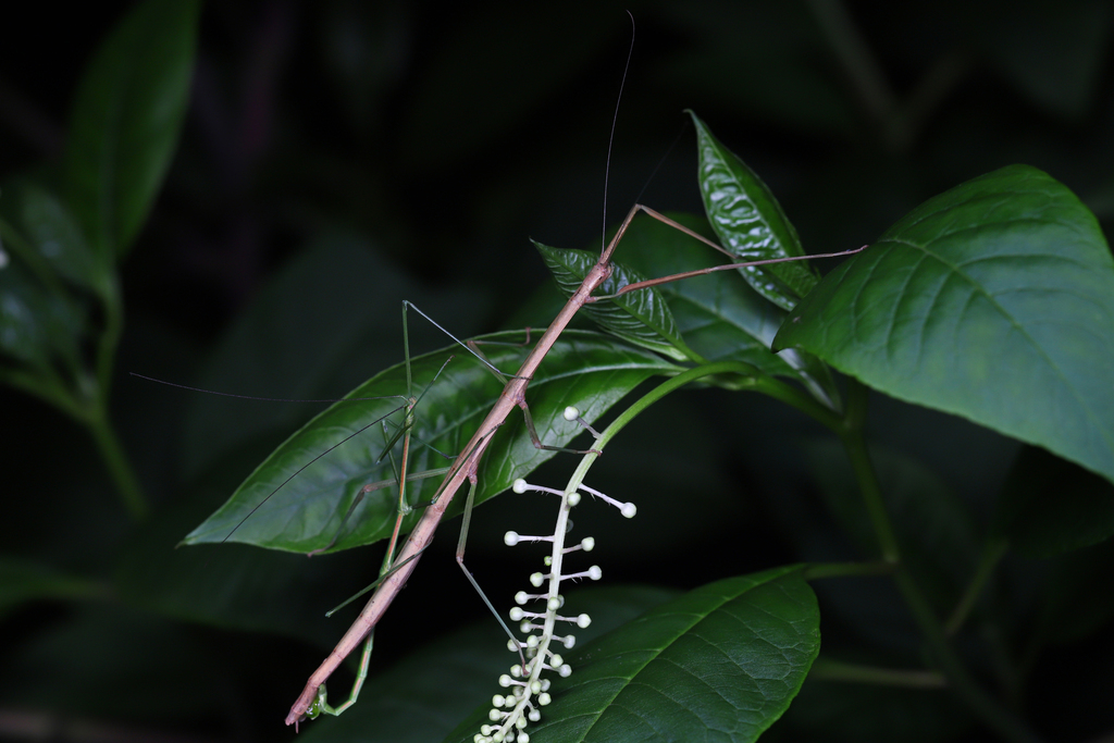 Phraortes bilineatus