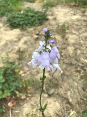 Nuttallanthus texanus