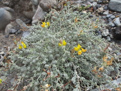 Lotus sessilifolius