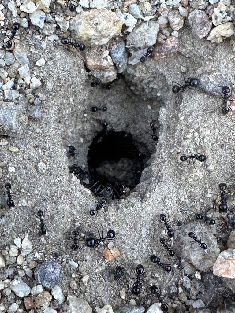 Black Harvester Ant from Anza-Borrego Desert State Park, Borrego ...