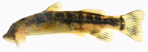 Limpopo rock catlet (Chiloglanis pretoriae) — Mochokidae — 3