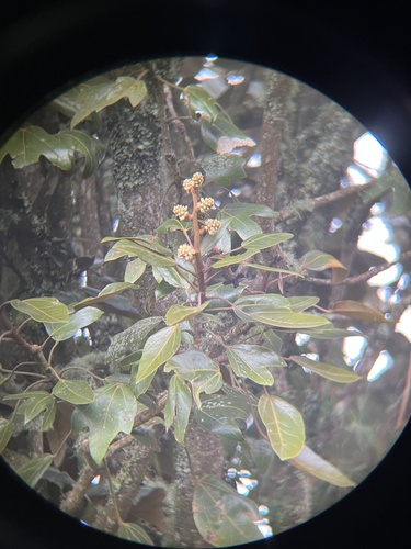 Oreopanax bogotensis, photograph 4