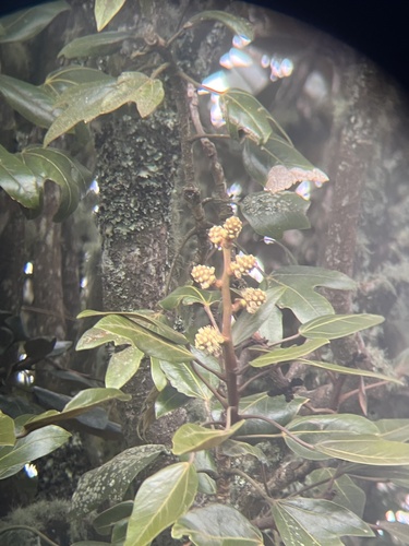 Oreopanax bogotensis, photograph 5
