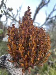 Mistletoe Fig (Dendrophthora)