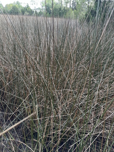 Image of Juncus roemerianus by (c) Matt Berger, some rights reserved (CC BY)
