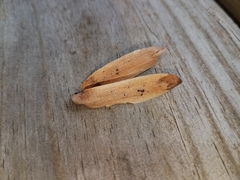 Erysiphe liriodendri