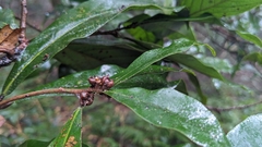 Litsea acutivena, photograph (c) Cheng-Te Hsu, some rights reserved (CC BY)