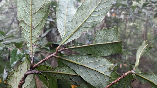 Litsea acutivena, photograph 5