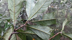 Litsea acutivena, photograph (c) Cheng-Te Hsu, some rights reserved (CC BY)