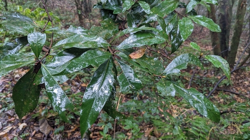 Litsea acutivena, photograph 6