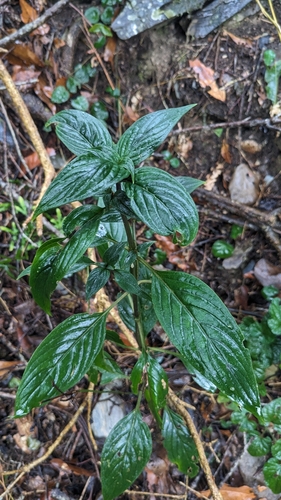 Image of Oldenlandia hedyotidea by (c) Cheng-Te Hsu, some rights reserved (CC BY)