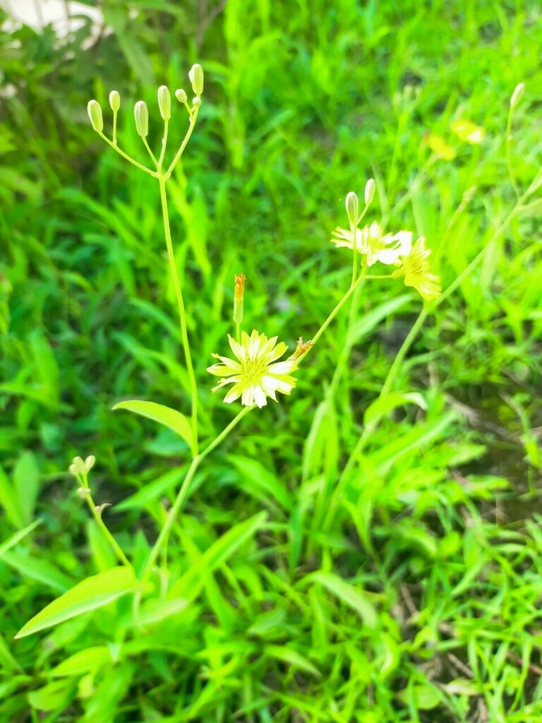 Yellow bristlehair ixeris in September 2023 by inatpeshualien001