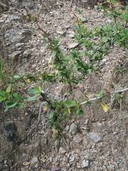 Berberis boliviana