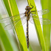 Northern Riffle Darner - Photo (c) sdoug7405, some rights reserved (CC BY-NC)