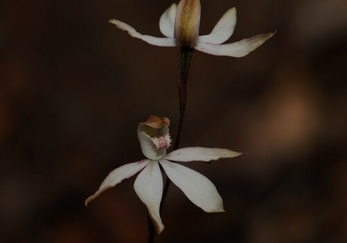 Musky Caladenia (Caladenia gracilis)