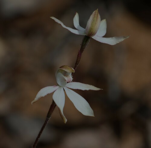 Image of Caladenia gracilis by (c) Greg Tasney, some rights reserved (CC BY-SA)