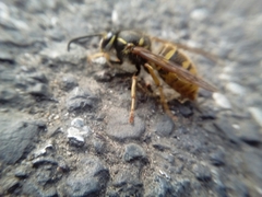 Vespula vulgaris