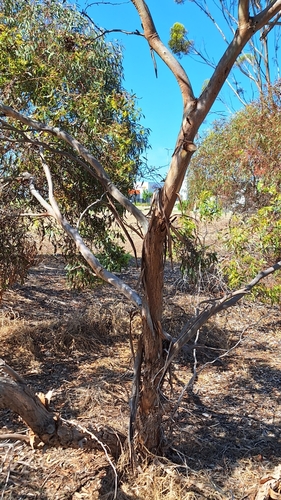 Image of Eucalyptus porosa by no rights reserved