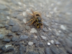 Vespula vulgaris