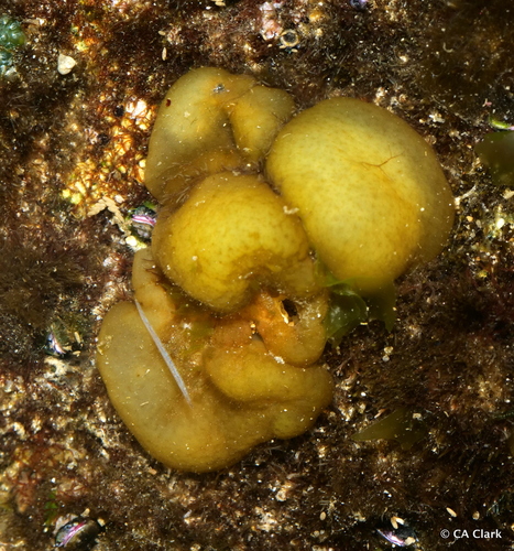 Colpomenia sinuosa observed 2023-12-12
