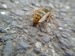 Vespula vulgaris