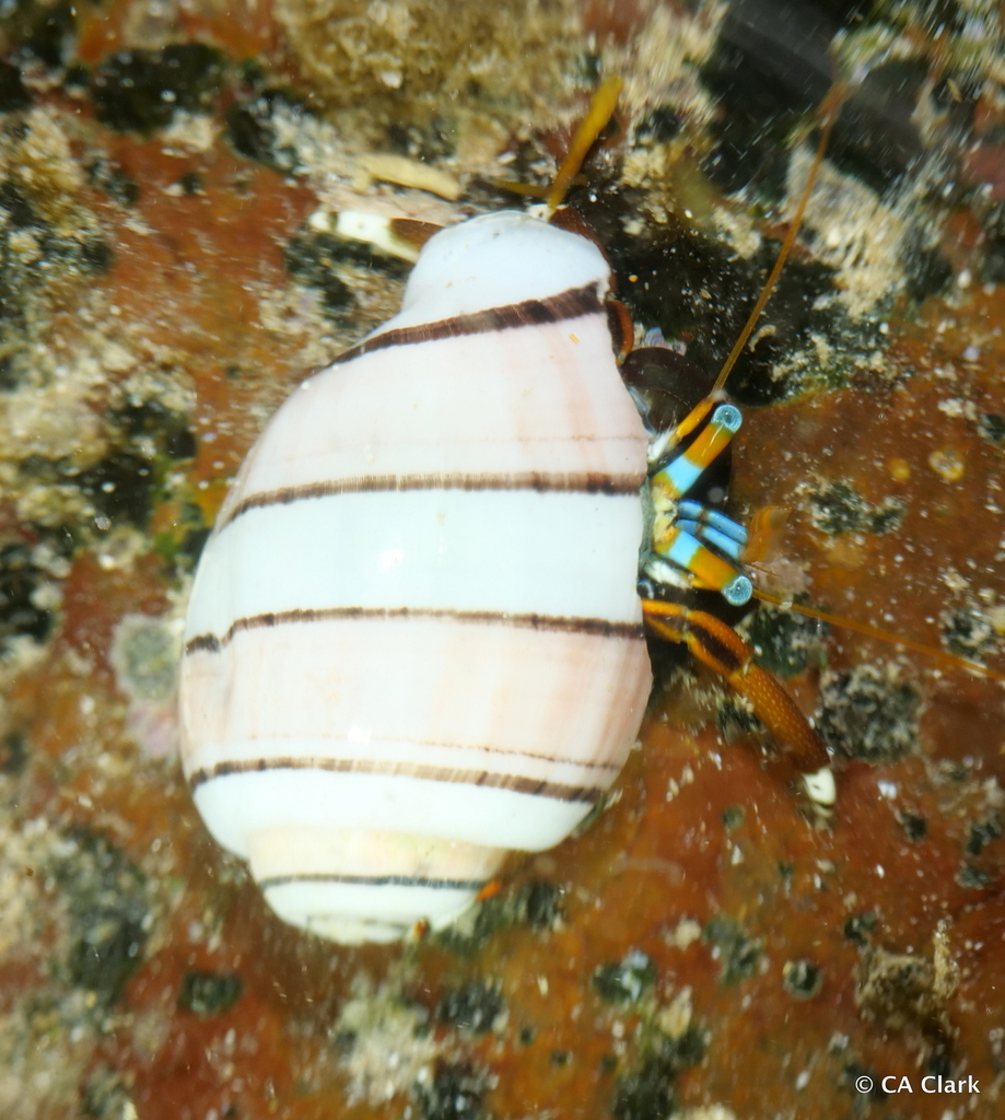 Pink Bubble Snail from Ku'au, Maui, Hawai'i, USA on December 12, 2023