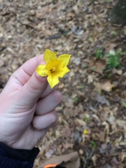 Jasminum nudiflorum