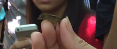Anolis gundlachi