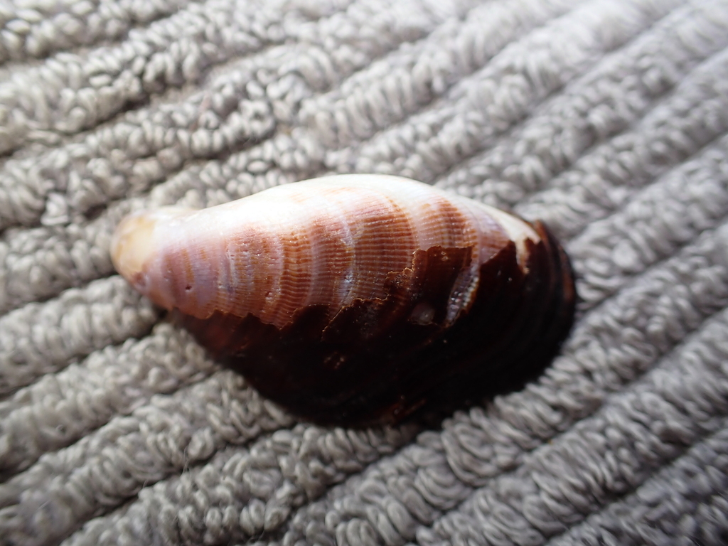 Hairy Mussel from Bare Bluff, New South Wales, Australia on December 22, 2023 at 1156 AM by